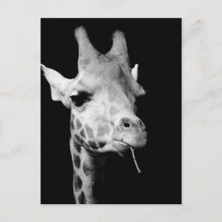 giraff vykort