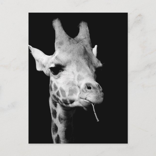 giraff vykort (Framsida)