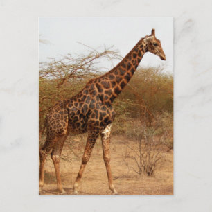 Giraff Vykort