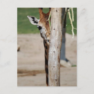 Giraff Vykort