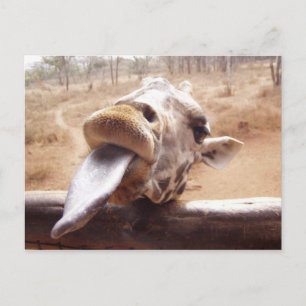 giraff vykort