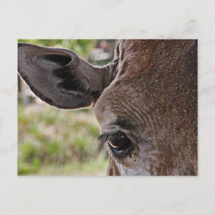 Giraff Vykort