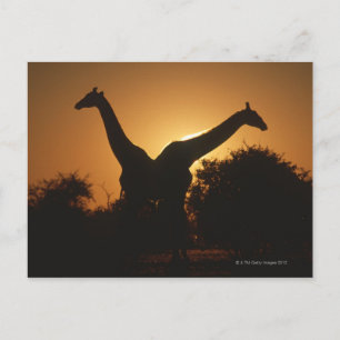 (Giraffa camelopardalis) Pair Vykort