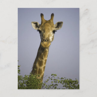 (giraffa camelopardalis), tittar inom stängda dörr vykort