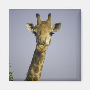(giraffacamelopardalis), den tittar kameran, in magnet