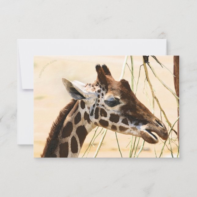 Giraffas långt och nära tack kort (Framsida)