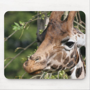 Giraffbildermusen vadderar musmatta