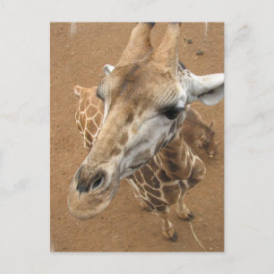 Giraffblick vykort