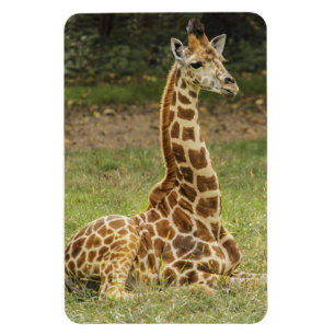 Giraffdjurliv Magnet