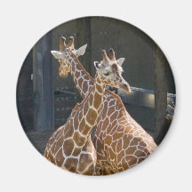 giraffe2
