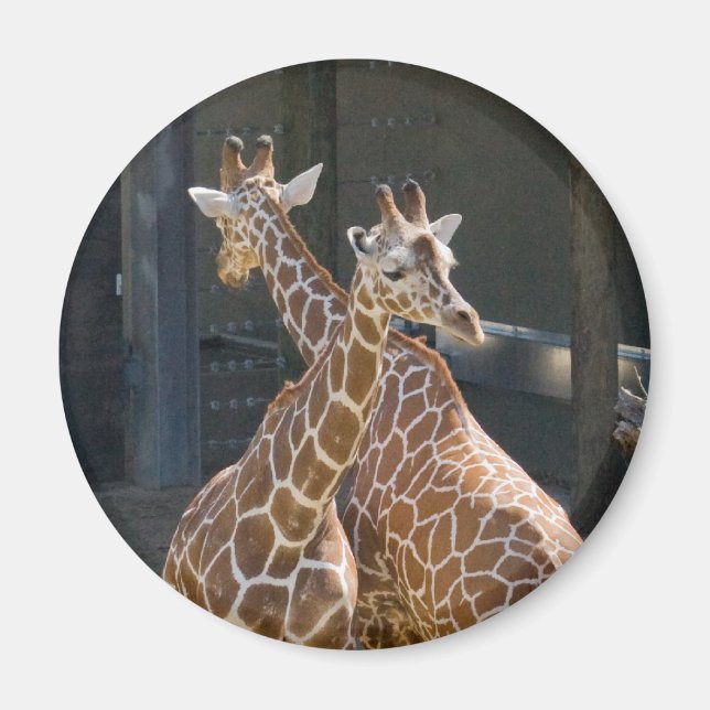 giraffe2 magnet (Framsidan)