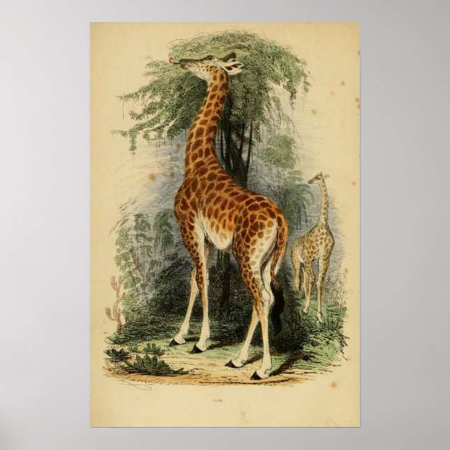 Giraffe (1849) poster (Framsidan)