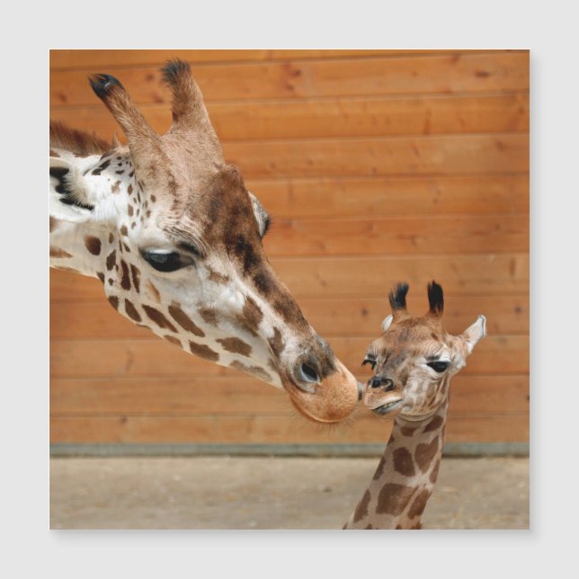 Giraffe_20151101_by_JAMFoto (Framsida)