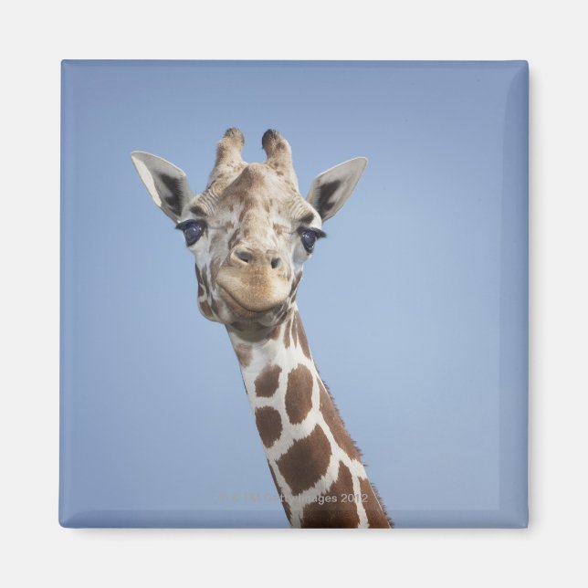 Giraffe 2 magnet (Framsidan)