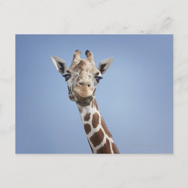Giraffe 2 vykort (Framsida)