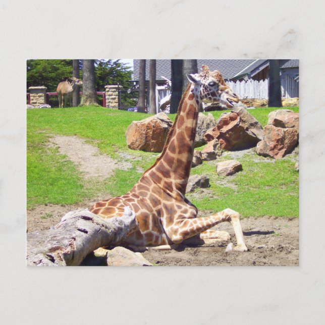 Giraffe #3 vykort (Framsida)