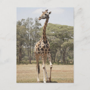 Giraffe 5 vykort