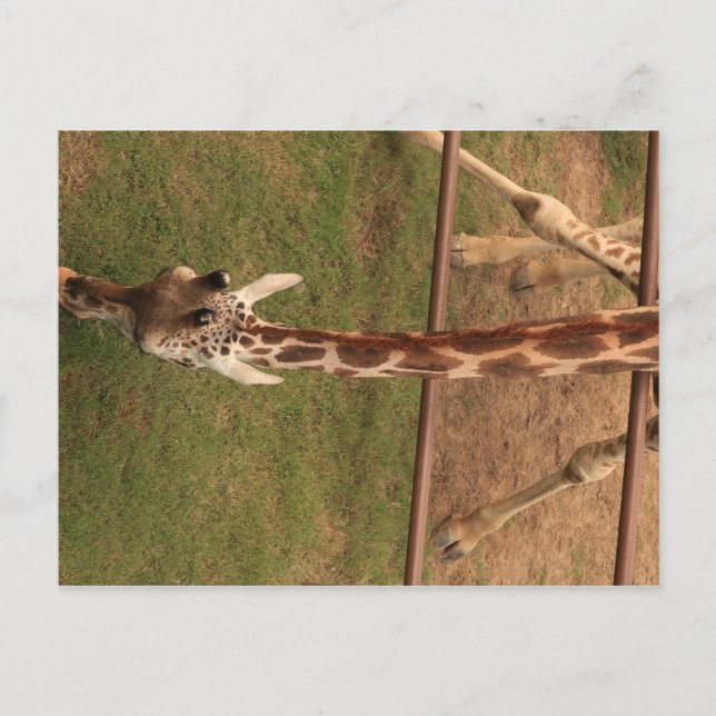 Giraffe #8 vykort (Framsida)