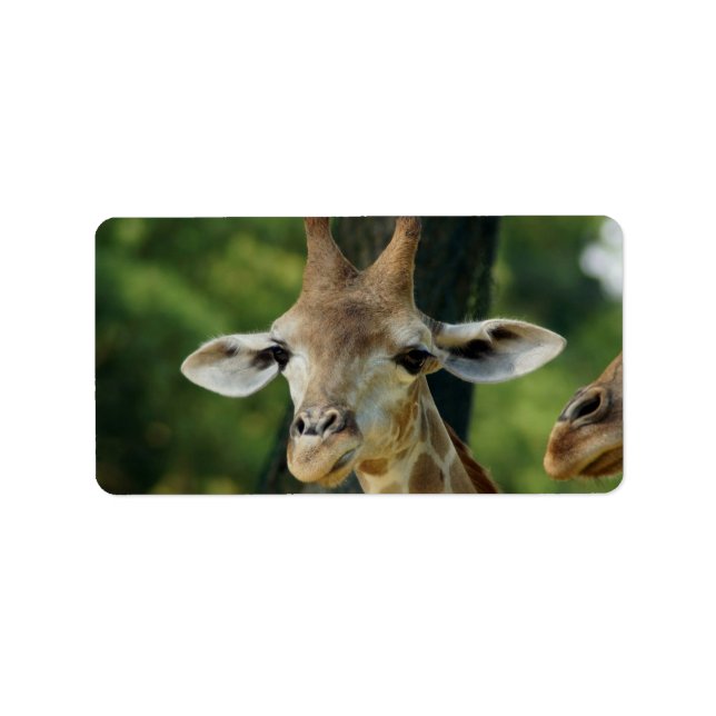 Giraffe Adressetikett (Framsidan)