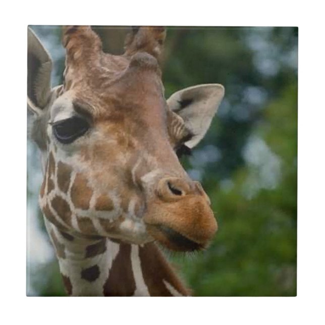 Giraffe Älskare Wildlife Kakelplatta (Framsidan)