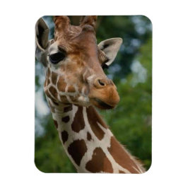 Giraffe Älskare Wildlife Magnet