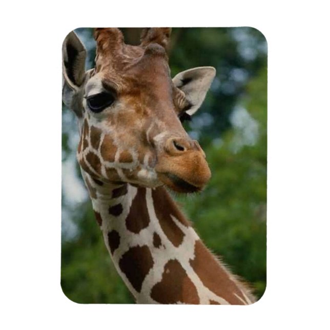 Giraffe Älskare Wildlife Magnet (Vertikal)