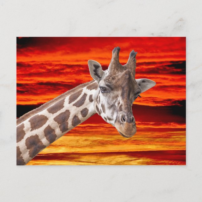 Giraffe Animal Porträtt mot sunset Himlar Vykort (Framsida)