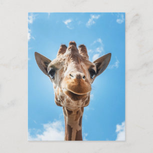 Giraffe Ansikte Close-up Photo Postcard Vykort