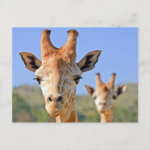 Giraffe Ansikte Close up Vykort