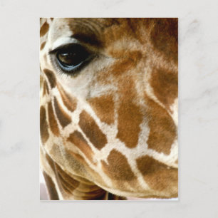 Giraffe Ansikte Closeup Vilda djur Nature Photo Vykort