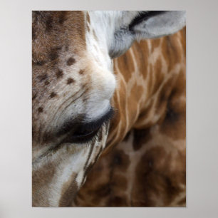 Giraffe Ansikte Poster