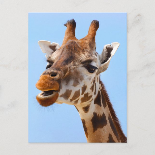 Giraffe Ansikte stäng foto Vykort (Framsida)