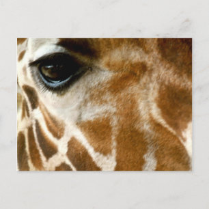 Giraffe Ansikte Zoo Vilda djur Nature Photo Vykort