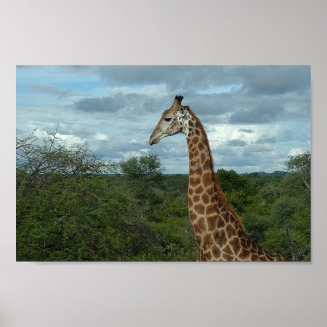 Giraffe at Dusk Poster (Framsidan)