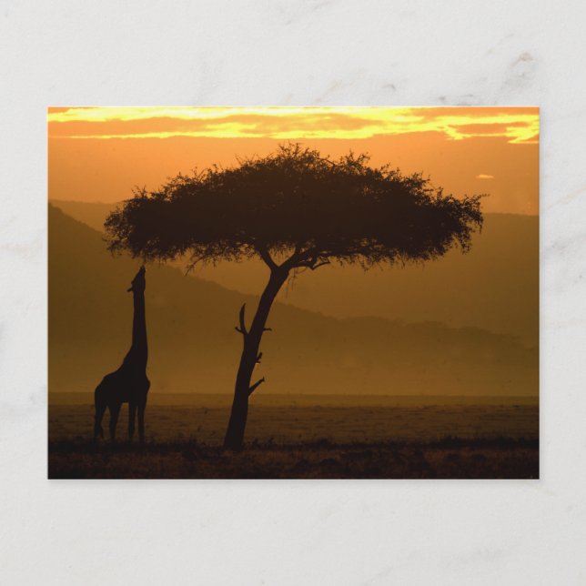 Giraffe at Sunrise Vykort (Framsida)
