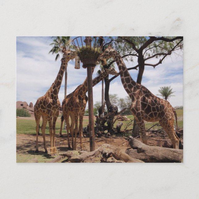 Giraffe Attack Vykort (Framsida)