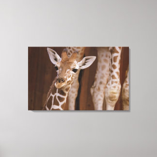 Giraffe auf Leinwand Canvastryck