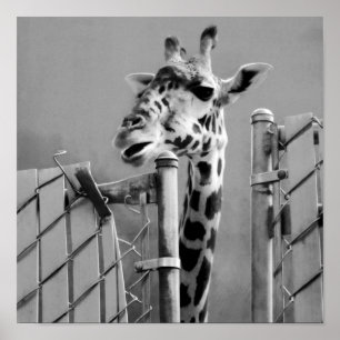 Giraffe bakom Fence Black & White Photograph Poster