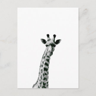 Giraffe Black and White Vykort