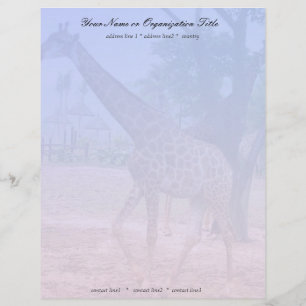 giraffe brevhuvud
