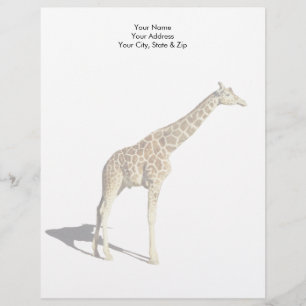 Giraffe Brevhuvud