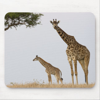 Giraffe Calf and Mama Musmatta