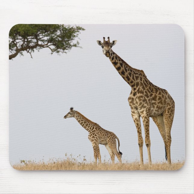 Giraffe Calf and Mama Musmatta (Framsidan)