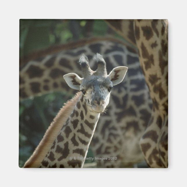 Giraffe calf med giraffes magnet (Framsidan)