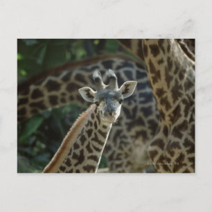 Giraffe calf med giraffes vykort