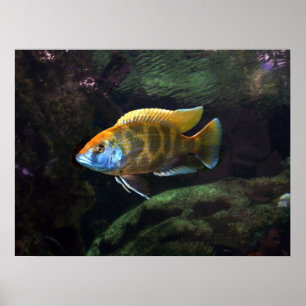 Giraffe Cichlid Poster