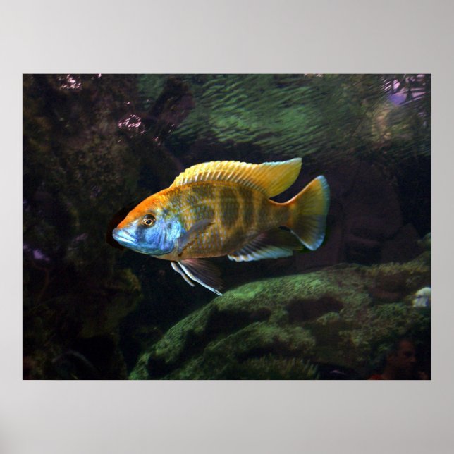 Giraffe Cichlid Poster (Framsidan)