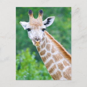 Giraffe Close Head Shot Vykort