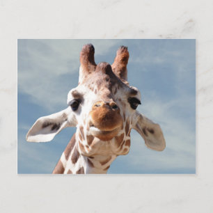Giraffe Close med Blå himmel Vykort