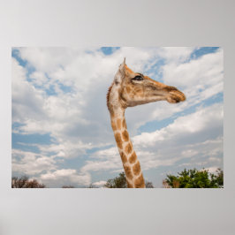 Giraffe Close Poster